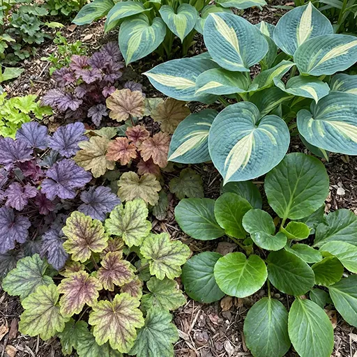 Декоративная листва